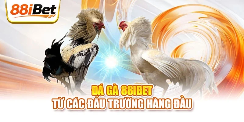 Đá gà 88ibet từ các đấu trường hàng đầu