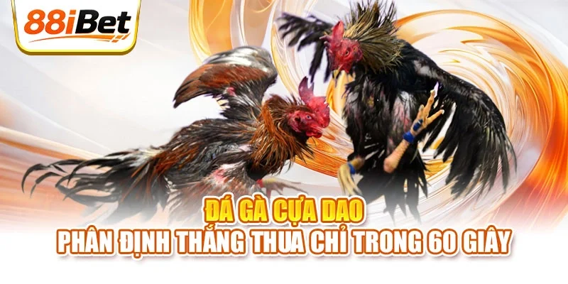 Đá gà cựa dao