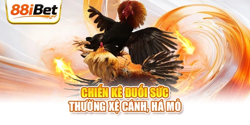Chiến kê đuối sức thường xệ cánh, há mỏ